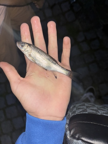 Squalius cephalus