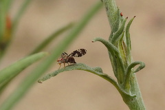 Austrotephritis fuscata