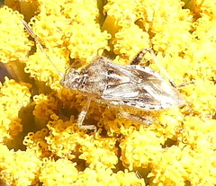 Stictopleurus scutellaris