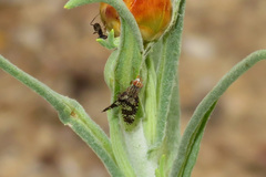 Austrotephritis fuscata