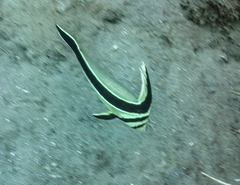 Eques lanceolatus