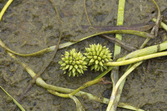 Sparganium hyperboreum