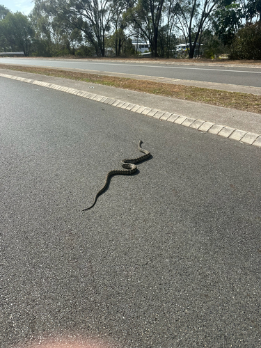 Coastal Carpet Python sighting