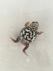 Pseudophryne bibronii