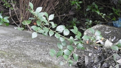 Lindera akoensis