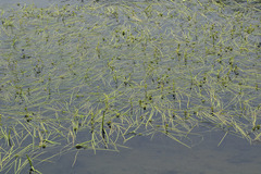 Sparganium hyperboreum