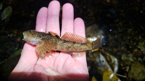 Cedar Sculpin