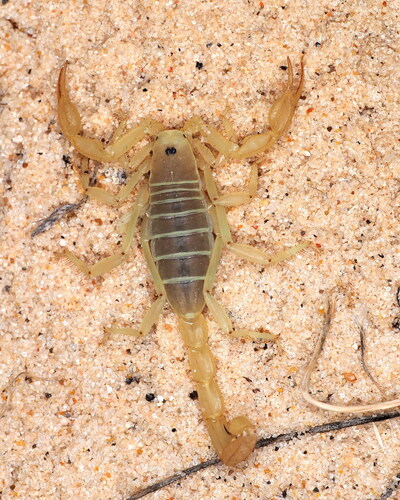Eastern sand scorpion photo 5