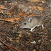 Cotton Mouse - Photo (c) Francois Michonneau, some rights reserved (CC BY)