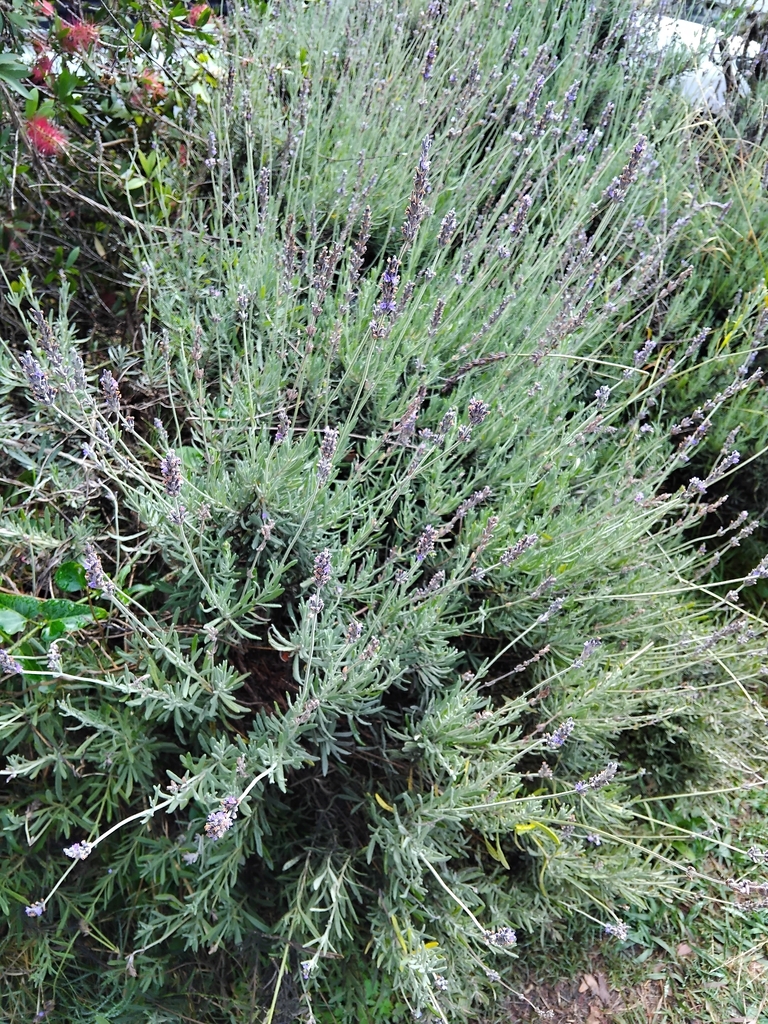 Lavandula angustifolia