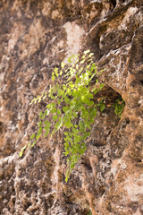 Adiantum capillus-veneris