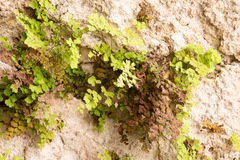 Adiantum capillus-veneris