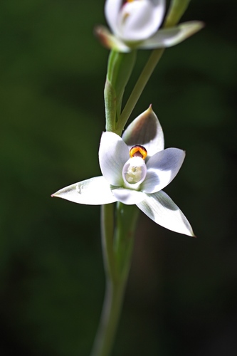 Thelymitra observed 2016-12-17