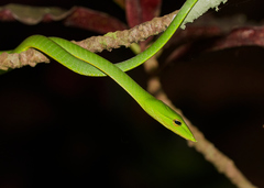 Ahaetulla malabarica