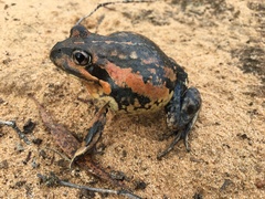 Limnodynastes dumerilii dumerilii