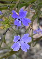Dampiera parvifolia