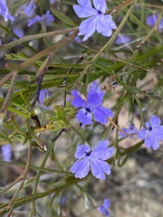 Dampiera parvifolia