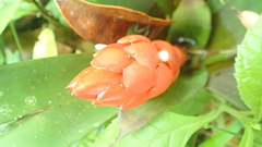 Guzmania desautelsii