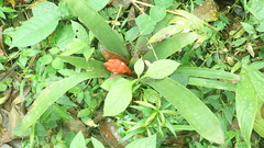 Guzmania desautelsii