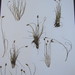 Carex glareosa - Photo (c) Lewnanny Richardson, algunos derechos reservados (CC BY-NC), subido por Lewnanny Richardson