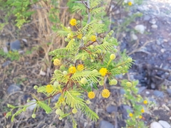 Vachellia aroma