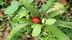 Guzmania desautelsii