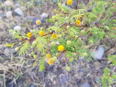 Vachellia aroma