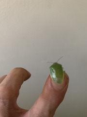 Glaucias amyoti