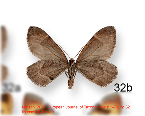 Stamnodes cassinoi