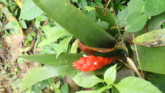 Guzmania desautelsii