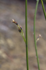 Juncus haenkei