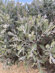 Eucalyptus pleurocarpa