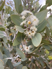 Eucalyptus pleurocarpa