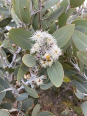 Eucalyptus pleurocarpa