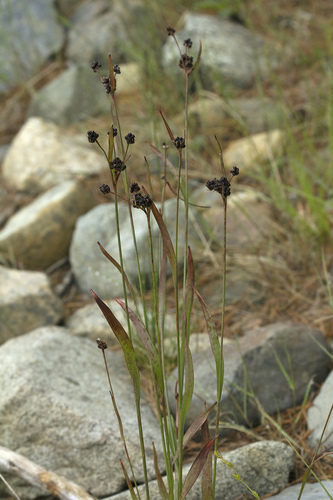 tundra woodrush (Luzula kjellmaniana)