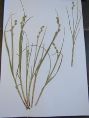 Carex silicea