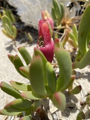 Carpobrotus virescens