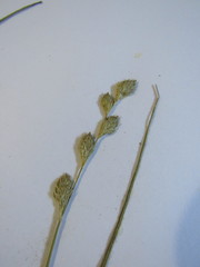 Carex silicea