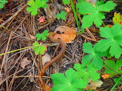 Storeria storerioides