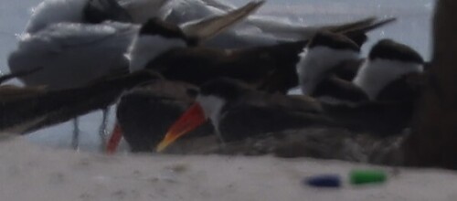 African Skimmer