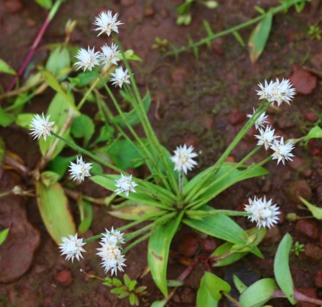 Eriocaulon stellulatum