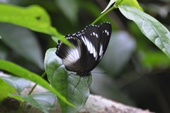 Hypolimnas salmacis salmacis