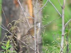Helopsaltes fasciolatus