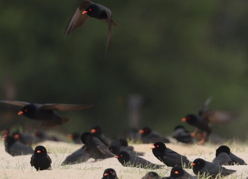 African River Martin