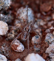 Gnaphosidae