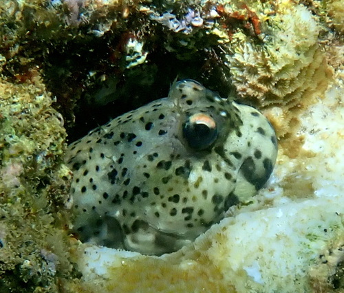 Tessellated blenny (Entomacrodus decussatus) — Blenniidae — 4