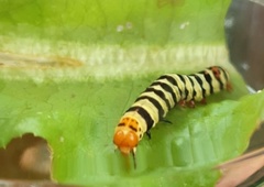 Diaphone mossambicensis