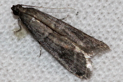 Ephestia elutella