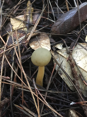 Leotiomycetes