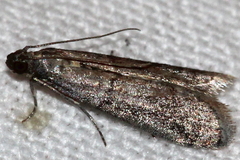 Ephestia elutella